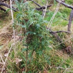 Senecio bathurstianus (Rough fireweed) at The Pinnacle - 23 Jul 2022 by sangio7