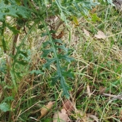 Senecio bathurstianus at Molonglo Valley, ACT - 23 Jul 2022 02:53 PM