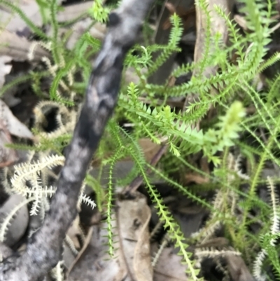 Unidentified Moss, Liverwort or Hornwort at Fingal Bay, NSW - 9 Jul 2022 by Tapirlord