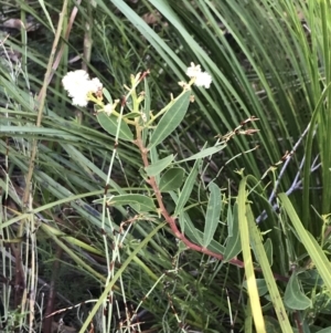 Acacia myrtifolia at Fingal Bay, NSW - 9 Jul 2022
