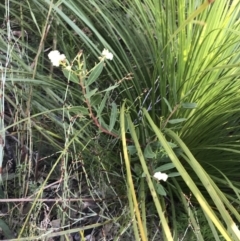 Acacia myrtifolia at Fingal Bay, NSW - 9 Jul 2022