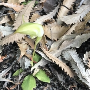 Pterostylis acuminata at Fingal Bay, NSW - suppressed