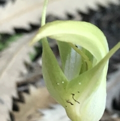 Pterostylis acuminata at Fingal Bay, NSW - suppressed