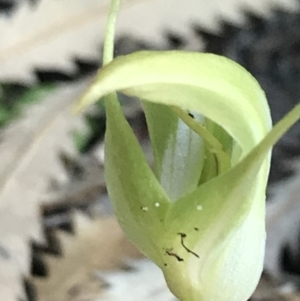 Pterostylis acuminata at Fingal Bay, NSW - 9 Jul 2022