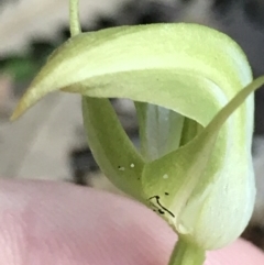 Pterostylis acuminata at Fingal Bay, NSW - suppressed