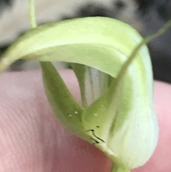 Pterostylis acuminata at Fingal Bay, NSW - 9 Jul 2022