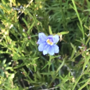 Dampiera stricta at Fingal Bay, NSW - 9 Jul 2022 02:54 PM
