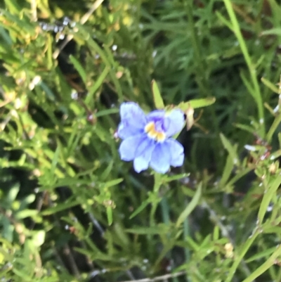 Dampiera stricta (Blue Dampiera) at Tomaree National Park - 9 Jul 2022 by Tapirlord