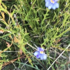 Dampiera stricta at Fingal Bay, NSW - 9 Jul 2022