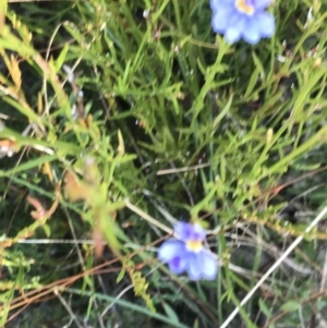Dampiera stricta at Fingal Bay, NSW - 9 Jul 2022 02:54 PM