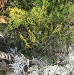 Dampiera stricta at Fingal Bay, NSW - 9 Jul 2022 02:54 PM