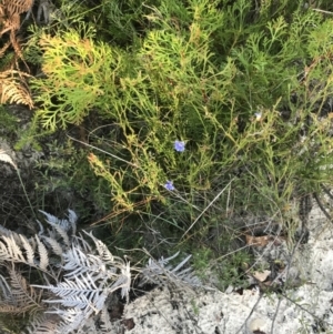 Dampiera stricta at Fingal Bay, NSW - 9 Jul 2022 02:54 PM