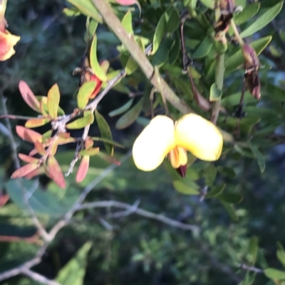 Bossiaea heterophylla (Variable Bossiaea) at Fingal Bay, NSW - 9 Jul 2022 by Tapirlord