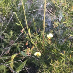 Bossiaea heterophylla at Fingal Bay, NSW - 9 Jul 2022 02:52 PM