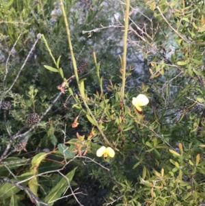 Bossiaea heterophylla at Fingal Bay, NSW - 9 Jul 2022