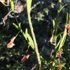 Bossiaea heterophylla at Fingal Bay, NSW - 9 Jul 2022