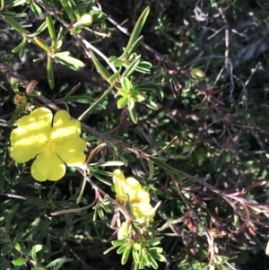 Hibbertia obtusifolia at Fingal Bay, NSW - 9 Jul 2022