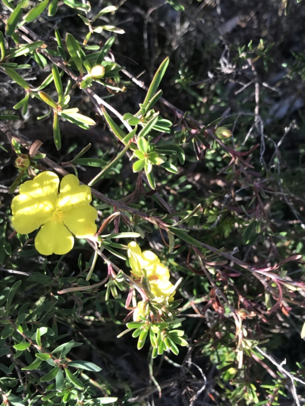 Hibbertia obtusifolia at Fingal Bay, NSW - 9 Jul 2022
