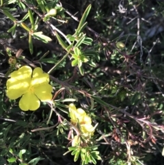 Hibbertia obtusifolia (Grey Guinea-flower) at Fingal Bay, NSW - 9 Jul 2022 by Tapirlord