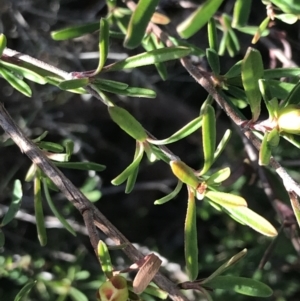 Hibbertia obtusifolia at Fingal Bay, NSW - 9 Jul 2022