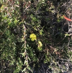 Hibbertia obtusifolia at Fingal Bay, NSW - 9 Jul 2022