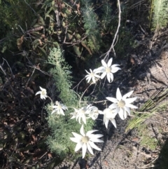 Actinotus helianthi (Flannel Flower) at Tomaree National Park - 9 Jul 2022 by Tapirlord