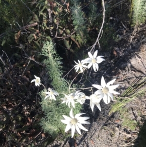 Actinotus helianthi at Fingal Bay, NSW - 9 Jul 2022