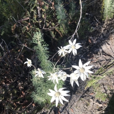 Actinotus helianthi (Flannel Flower) at Tomaree National Park - 9 Jul 2022 by Tapirlord