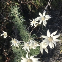 Actinotus helianthi at Fingal Bay, NSW - suppressed