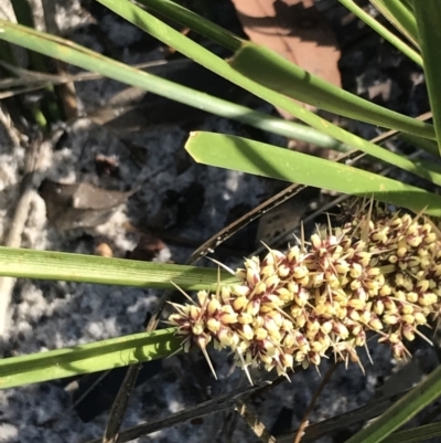 Lomandra longifolia (Spiny-headed Mat-rush, Honey Reed) at Tomaree National Park - 9 Jul 2022 by Tapirlord