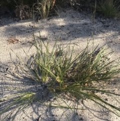 Lomandra longifolia at Fingal Bay, NSW - 9 Jul 2022