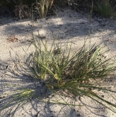 Lomandra longifolia at Fingal Bay, NSW - 9 Jul 2022 02:51 PM
