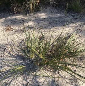 Lomandra longifolia at Fingal Bay, NSW - 9 Jul 2022