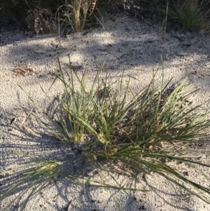 Lomandra longifolia at Fingal Bay, NSW - 9 Jul 2022 02:51 PM