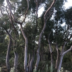 Angophora costata at Fingal Bay, NSW - 9 Jul 2022