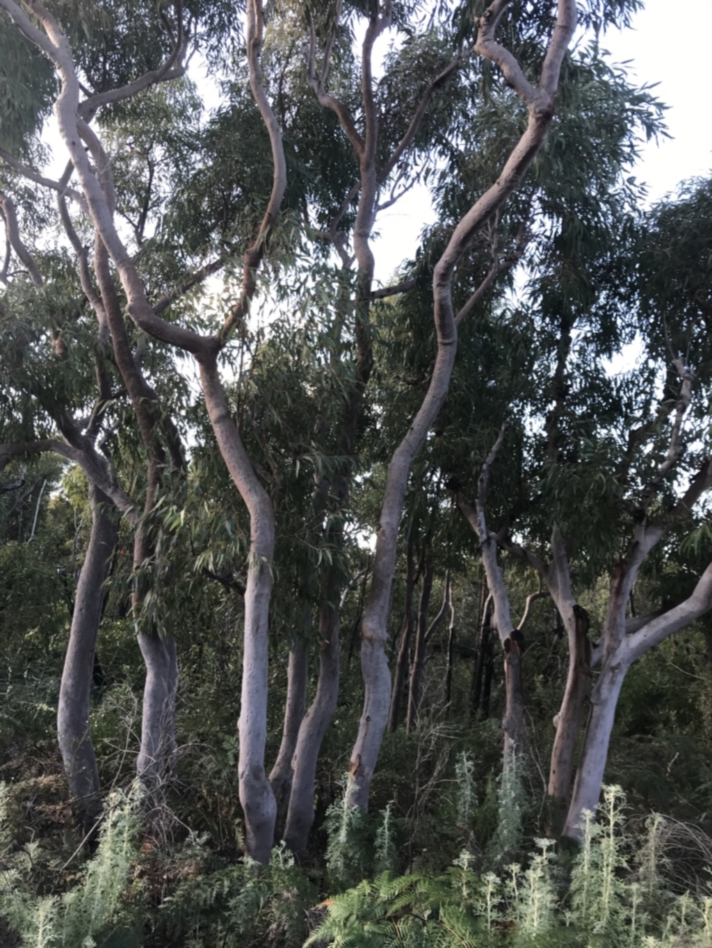 Angophora costata at Fingal Bay, NSW - 9 Jul 2022