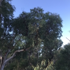 Angophora costata at Fingal Bay, NSW - 9 Jul 2022 02:50 PM