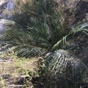 Macrozamia communis at Fingal Bay, NSW - 9 Jul 2022