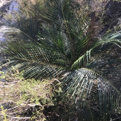 Macrozamia communis (Burrawang) at Tomaree National Park - 9 Jul 2022 by Tapirlord