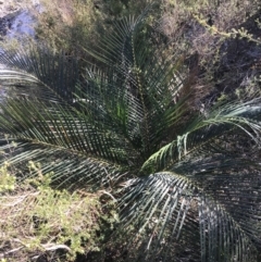 Macrozamia communis at Fingal Bay, NSW - suppressed