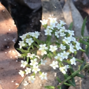 Platysace ericoides at Fingal Bay, NSW - 9 Jul 2022 02:45 PM