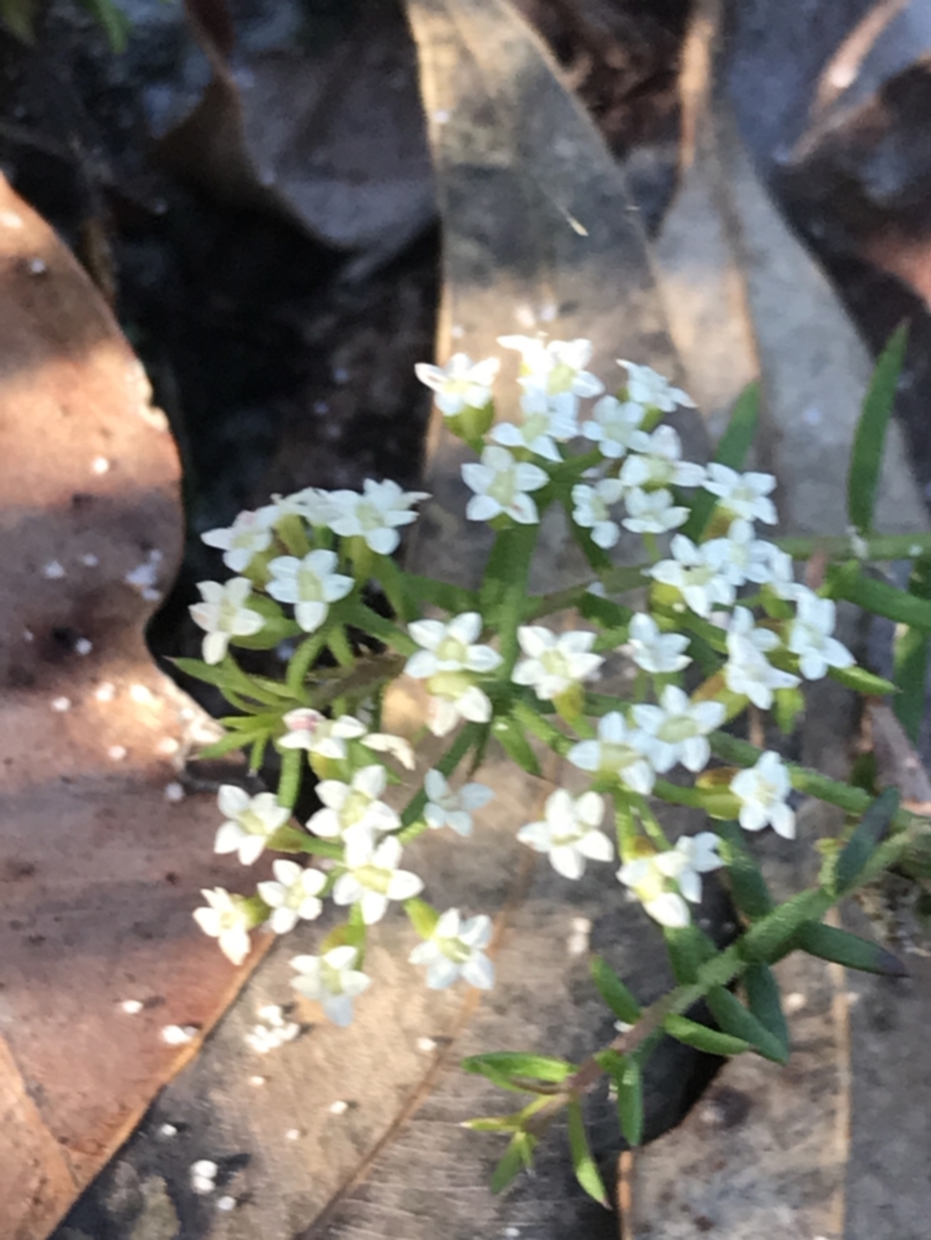 Platysace ericoides at Fingal Bay, NSW - 9 Jul 2022