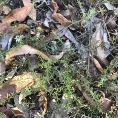 Platysace ericoides at Fingal Bay, NSW - 9 Jul 2022 02:45 PM