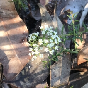 Platysace ericoides at Fingal Bay, NSW - 9 Jul 2022 02:45 PM