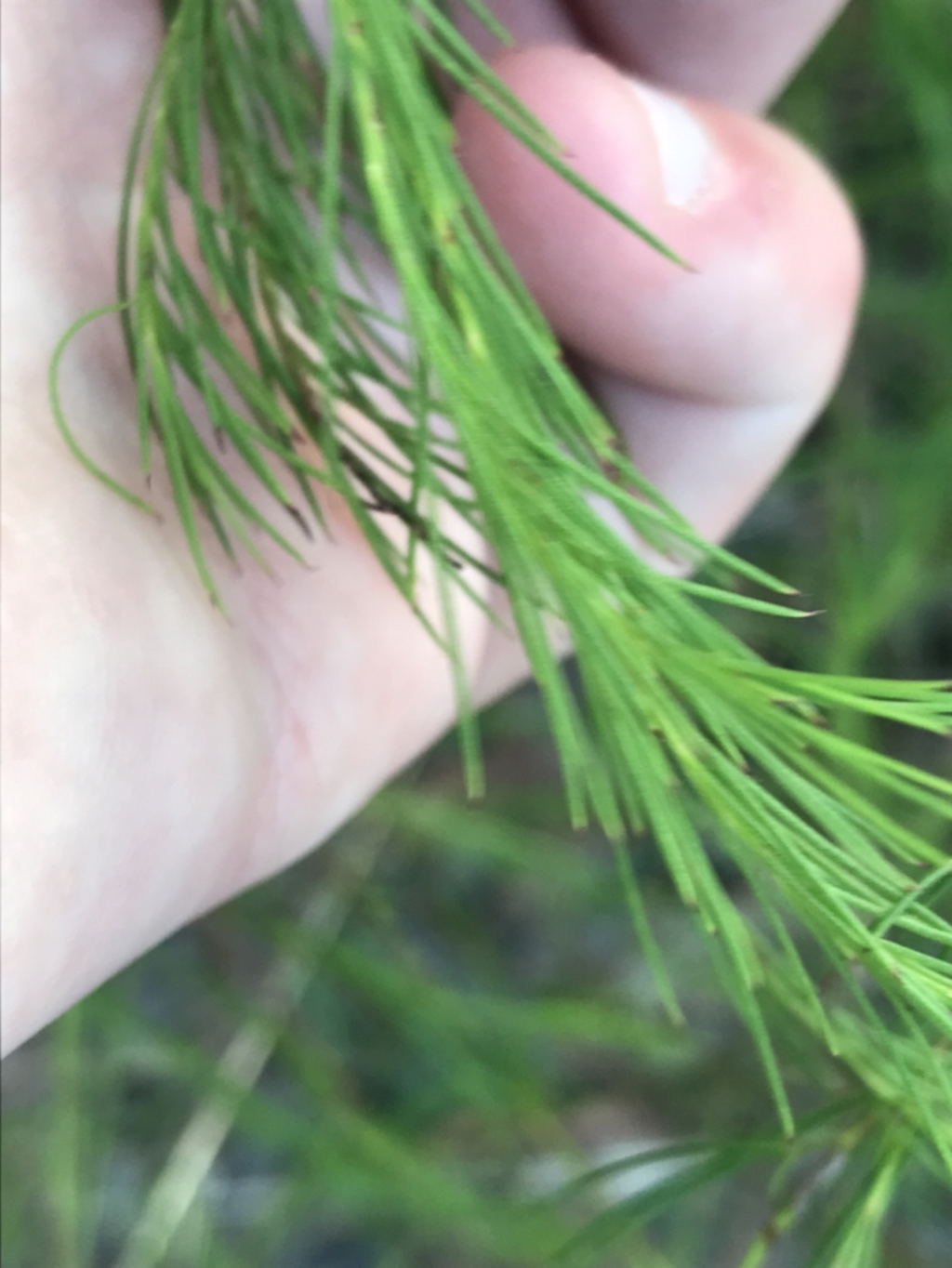 Platysace linearifolia at Fingal Bay, NSW - 9 Jul 2022