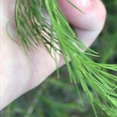 Platysace linearifolia (Narrow-leaved Platysace) at Fingal Bay, NSW - 9 Jul 2022 by Tapirlord