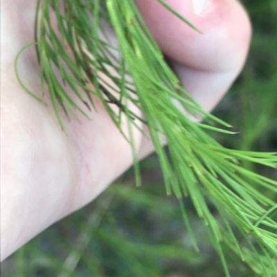 Platysace linearifolia (Narrow-leaved Platysace) at Fingal Bay, NSW - 9 Jul 2022 by Tapirlord