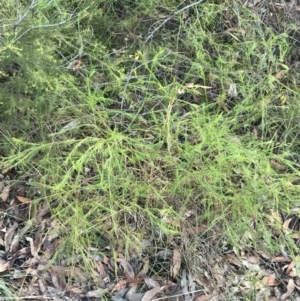 Platysace linearifolia at Fingal Bay, NSW - 9 Jul 2022