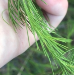 Platysace linearifolia at Fingal Bay, NSW - 9 Jul 2022