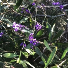 Hardenbergia violacea (False Sarsaparilla) at Tomaree National Park - 9 Jul 2022 by Tapirlord